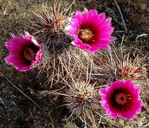 Hedgehog cactus.<br>
Photo by Blitzo.