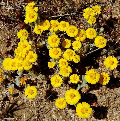 Wallace's Wooly Daisy.<br>
Photo by Blitzo.