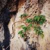 People are not the only things climbing walls in Malaysia. The vegitation grows quickly on the cliffs and is frequently trimmed back. This is done without much consience, as it will be back next month anyway! Photo by Tony Bubb, 12/06. 