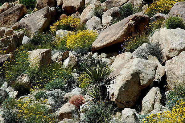 Desert rock garden-Indian Cove.<br>
Photo by Blitzo.