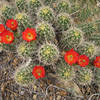 Cactus flowers