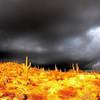 Golden light and storm clouds low on the hill, Mt. Lemmon Highway