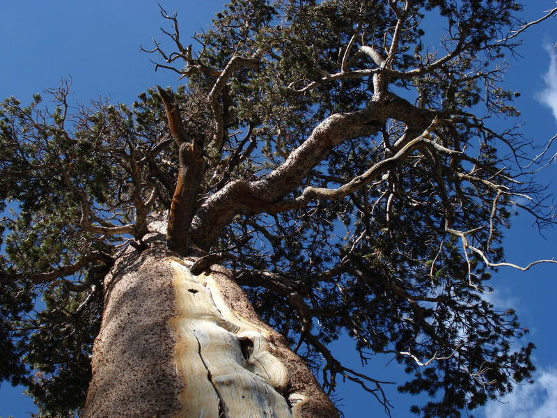 Pine Tree in Tuolumne