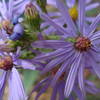 Wild Aster Flowers in Eldo