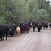 El Rito Cattle Drive, Don't park on the Road