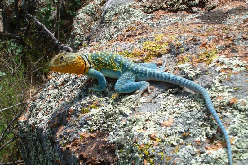 A male collard lizard getting some morning sun