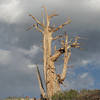 Bristlecone Pine-White Mountains.<br>
Photo by Blitzo.