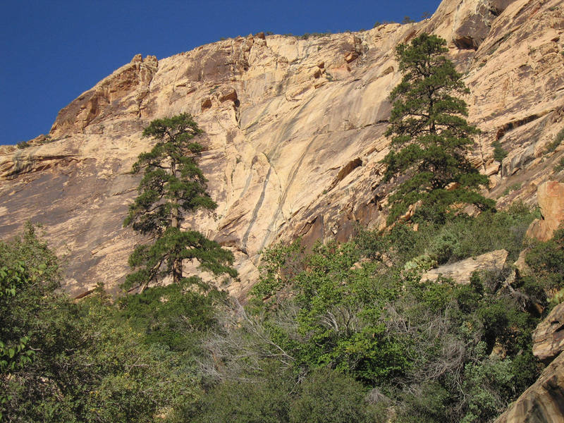 These two trees mark the ramp that rises out of the north side of Oak Creek N Fork to Eagle Wall.<br>
<br>
In the background is Celebration Wall.