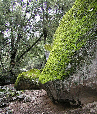 Mossy Boulder, behind Camp 4.<br>
Photo by Blitzo.