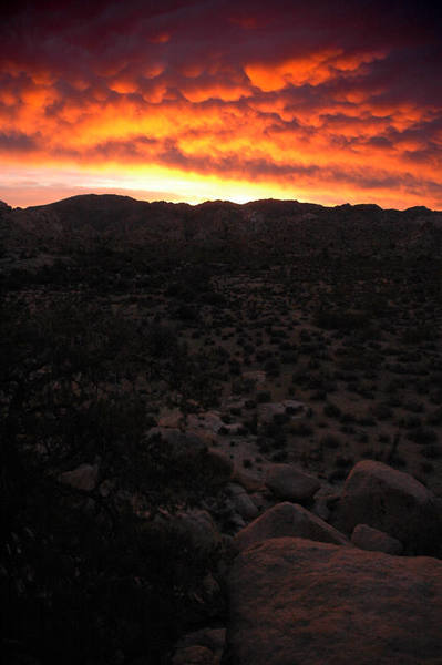 An extraordinary sunrise at J Tree (photo: Steven Keates)