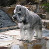 Roggen ('rye' in german) after his first haircut at 11 weeks.