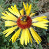 Cutleaved Coneflower(I think)-Lumpy Ridge.<br>
Photo by Blitzo.