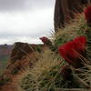 A view of a flowering cactus and the Bridgers from kool cat.