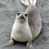 Young Elephant Seal.<br>
Photo by Blitzo.