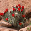 Cactus in Bloom<br>
Base of Ice Cream Parlor<br>
April, 2007