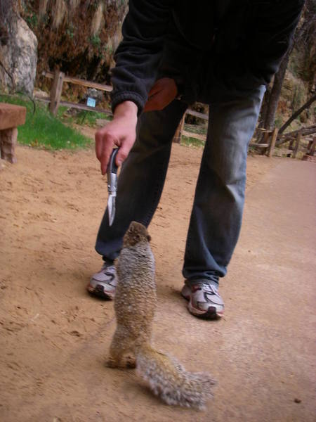 Overly friendly squirrel
