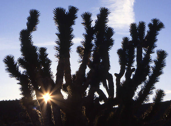 A Joshua Tree at sunrise-southern Nevada.<br>
Photo by Blitzo.