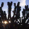 A Joshua Tree at sunrise-southern Nevada.<br>
Photo by Blitzo.