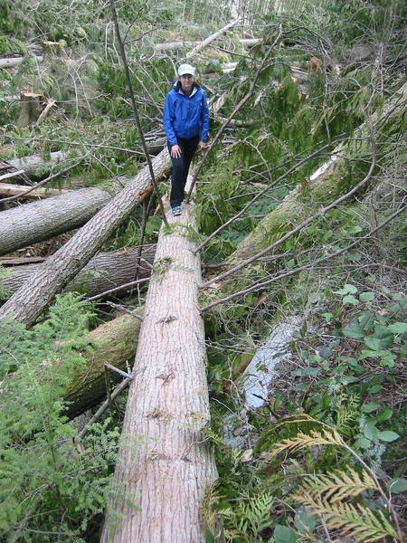 This is the final log in the "new" trail that doesn't touch the ground once.