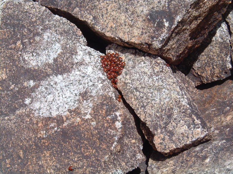 ladybug party at 10,000 ft