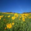 Flowers are a bloomin' on the way to Bear Canyon. Taken May 13, 2007.