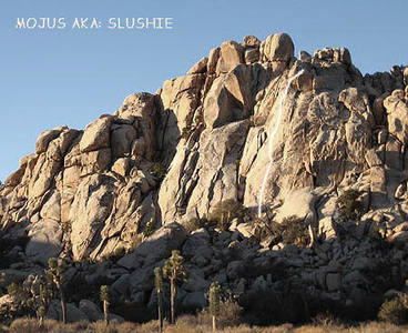 "The Mojus" (aka Slushie).<br>
Photo by Blitzo.