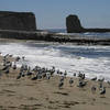 California gulls-the State Bird of Utah.<br>
Photo by Blitzo.