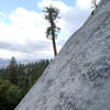 The unmistakable, namesake trees, Dome Rock