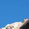 A bobcat near the Big Top, Joshua Tree NP