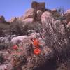 A Claret Cup cactus in the Real Hidden Valley, at J-tree. Photo by Tony Bubb, 2003.