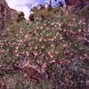 Manzanita ("Little Apple") bushes are common in the SW deserts, and bloom beautifully in the spring. This one was at Redrocks in April of 06. Photo by Tony Bubb