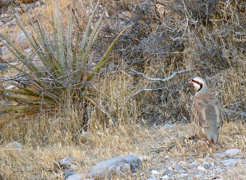 A desert grouse of some sort.