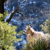 Bighorn near the trail. We were trying to find sport climbing routes...