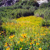 Flowers; Lower Sphinx Lake environs photo by Noreen Owen