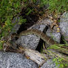 Not just ticks. This is one of the few rattlers we encountered on the approach.