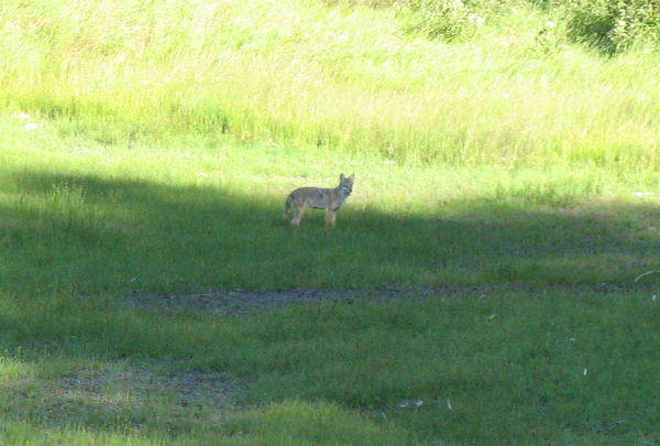 One more of the Wolf. This is when it was closer to the truck. About 75 yards out. 