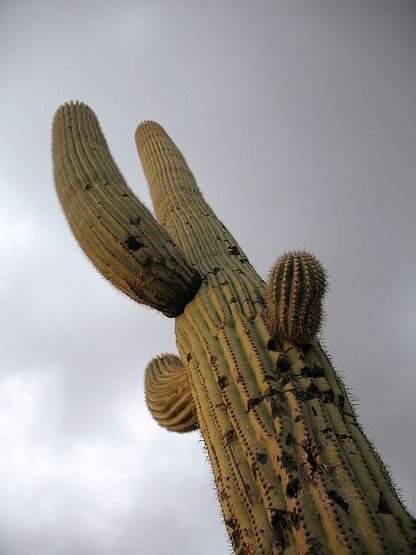 Saguaro, Mt Lemmon Highway