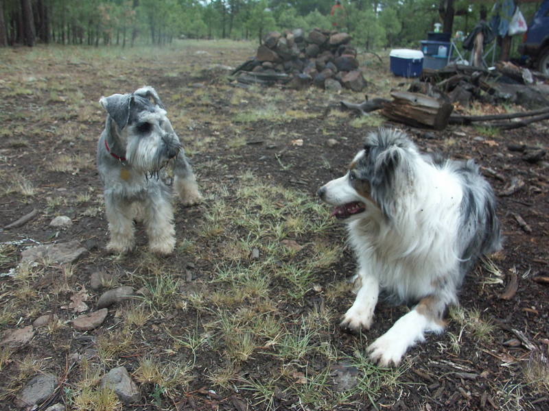 What are you lookin at?  Roggen and Bohdi contemplating differences.  Blue Ridge, AZ