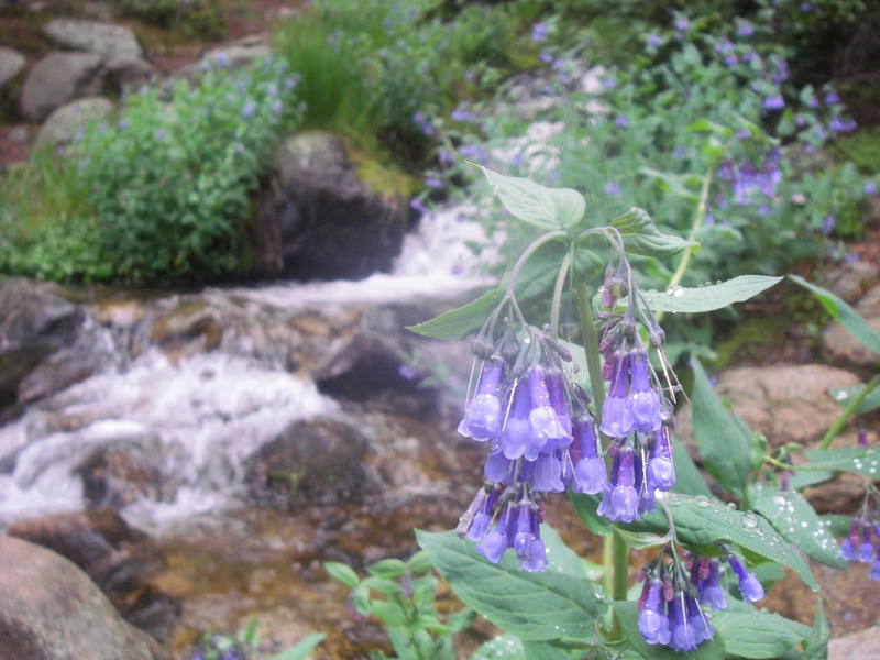 Rain drops collect on flowers heading up from Long's trailhead