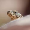 Chuckwalla Lizard