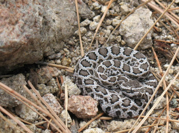 Baby rattler just off the trail near the Claim Jumper Wall, Holcomb Valley Pinnacles