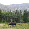 JD the Moose hanging out at Chimney pond.  Above can been seen the Armadillo and Flatiron routes.