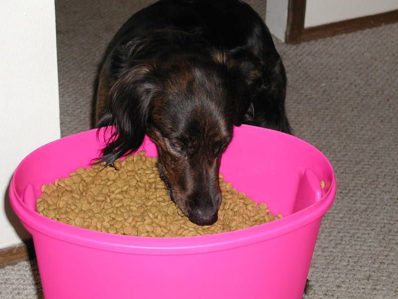 Dewey's favorite time is when I pour a new bag of food into his container.