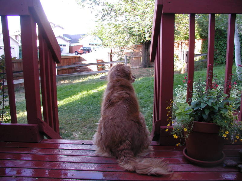 Shelby loved to sit on her deck and survey her backyard and surounding neighborhood.