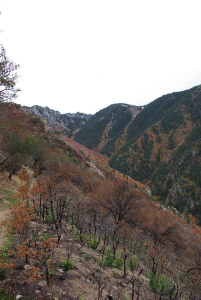 The trail as it rounds the corner into<br>
little willow canyon. 