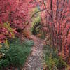 Big Willow trail in the fall