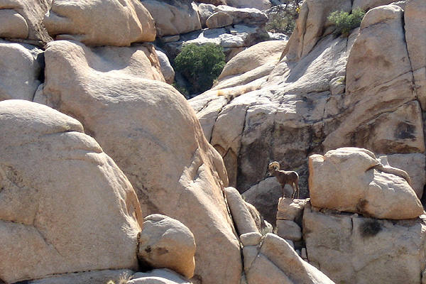 A lone bighorn near Rattlesnake Canyon.<br>
Photo by Blitzo.