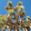 The namesake Joshua Tree, Joshua Tree NP