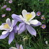 Columbine near Chasm Lake, Rocky Mountain National Park.