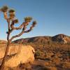 Dave midway on Nebula (V-easy), Joshua Tree NP 